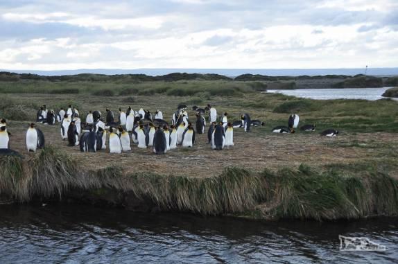 Reencontro com pinguins rei em uma pinguinera na Terra do Fogo, no sul do Chile